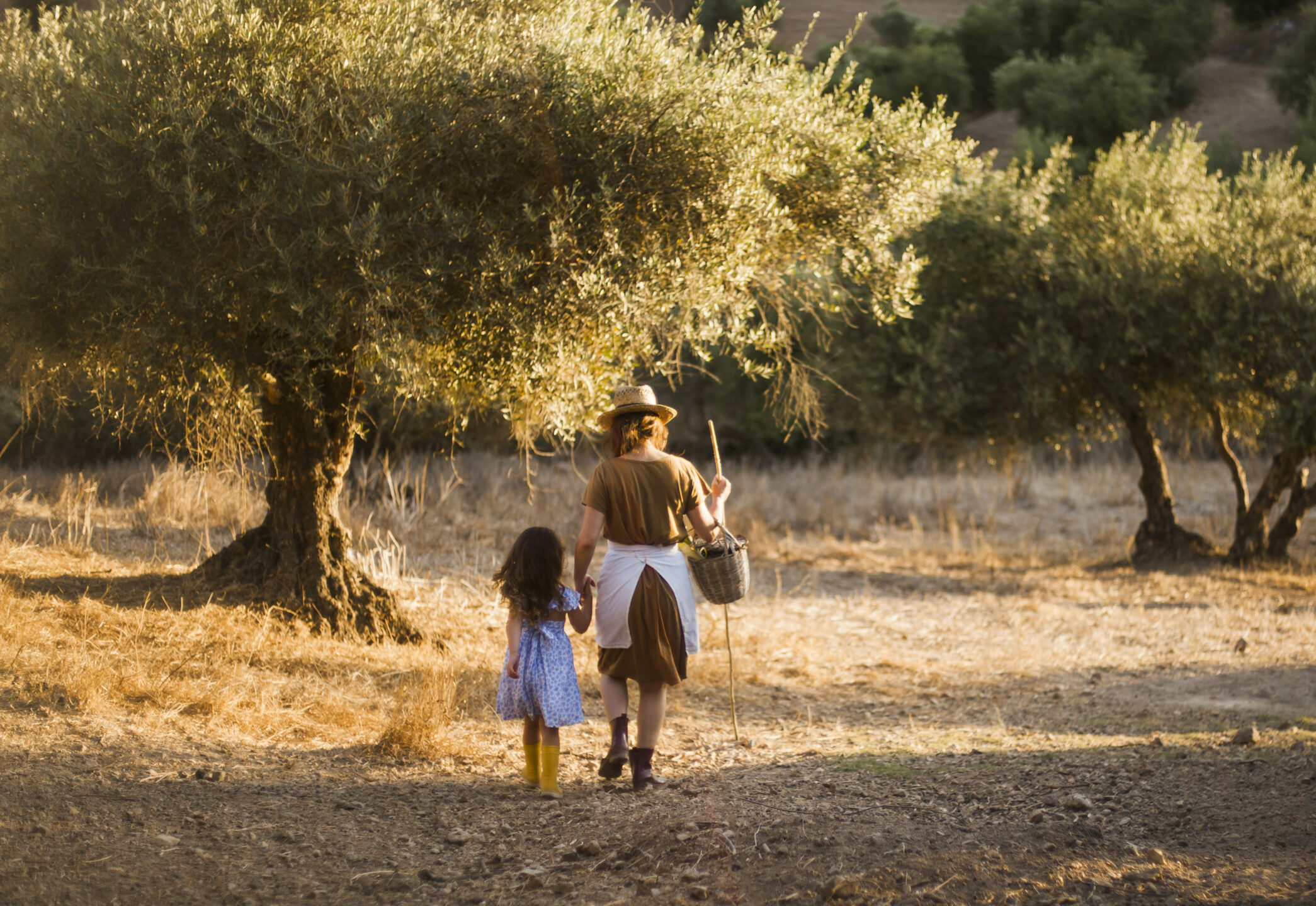 Storia olive